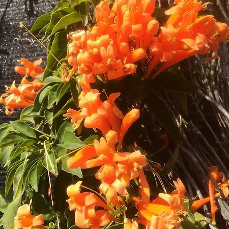 Finca Del Mundo Boutique B&B * Alhaurin el Grande